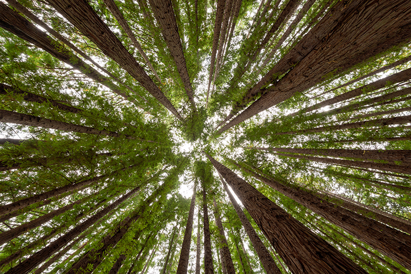 FORESTSAFE: Primeros auxilios adaptados al sector forestal.